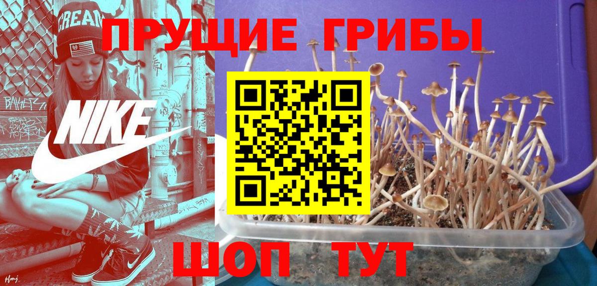 Псилоцибиновые грибы Psilocybe  наркотики  Псилоцибиновые грибы MAGIC MUSHROOMS  Нальчик  Вход с VPN 